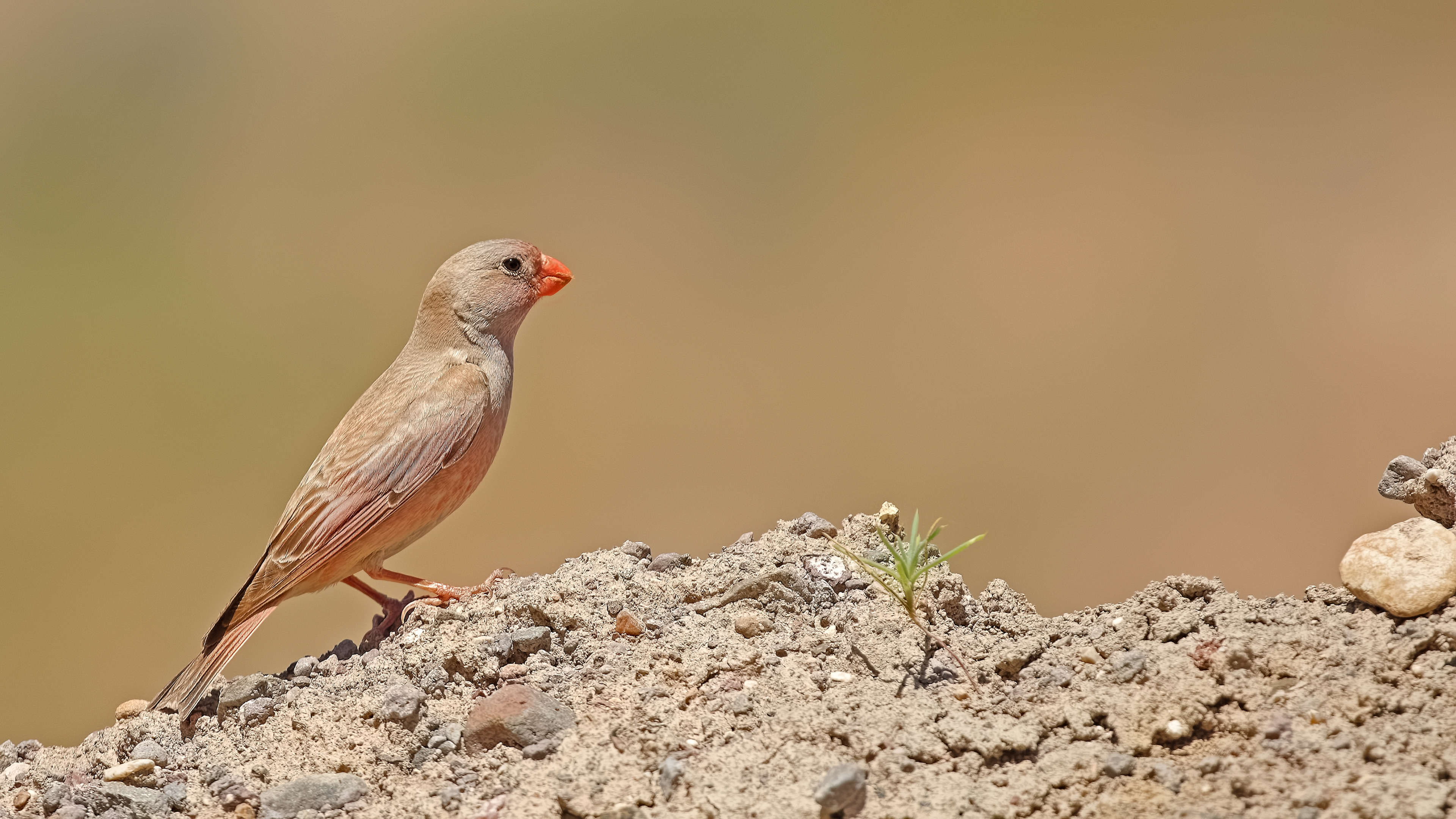 Trumpeter Finch